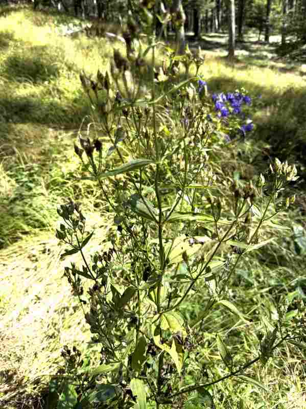 一年ぶりの入笠山 出会った花その1 アケボノソウ | himekyonの部屋 - 楽天ブログ