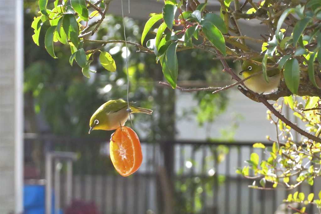 庭の鳥;蜜柑メジロ♂♀、仲良しメシロ。 | 大分金太郎の花鳥蝶月 - 楽天ブログ