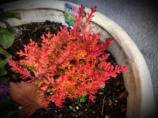 rblog-20161231163415-03.jpg