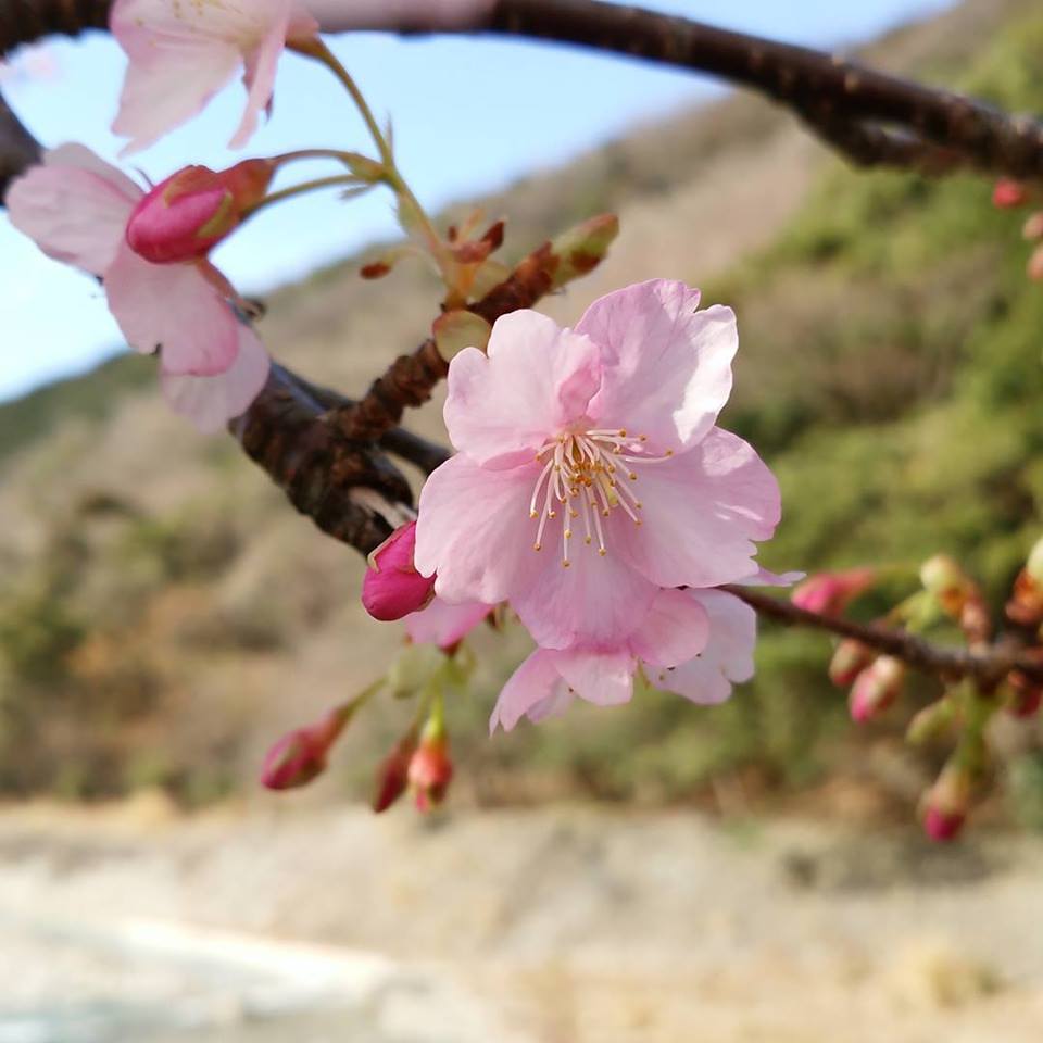 sakura