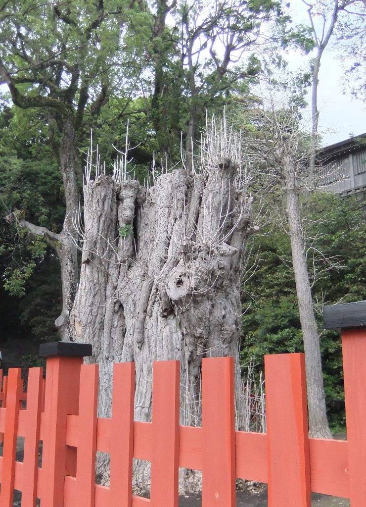 大銀杏