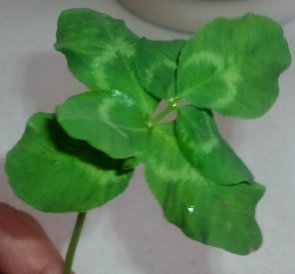 20120505-7