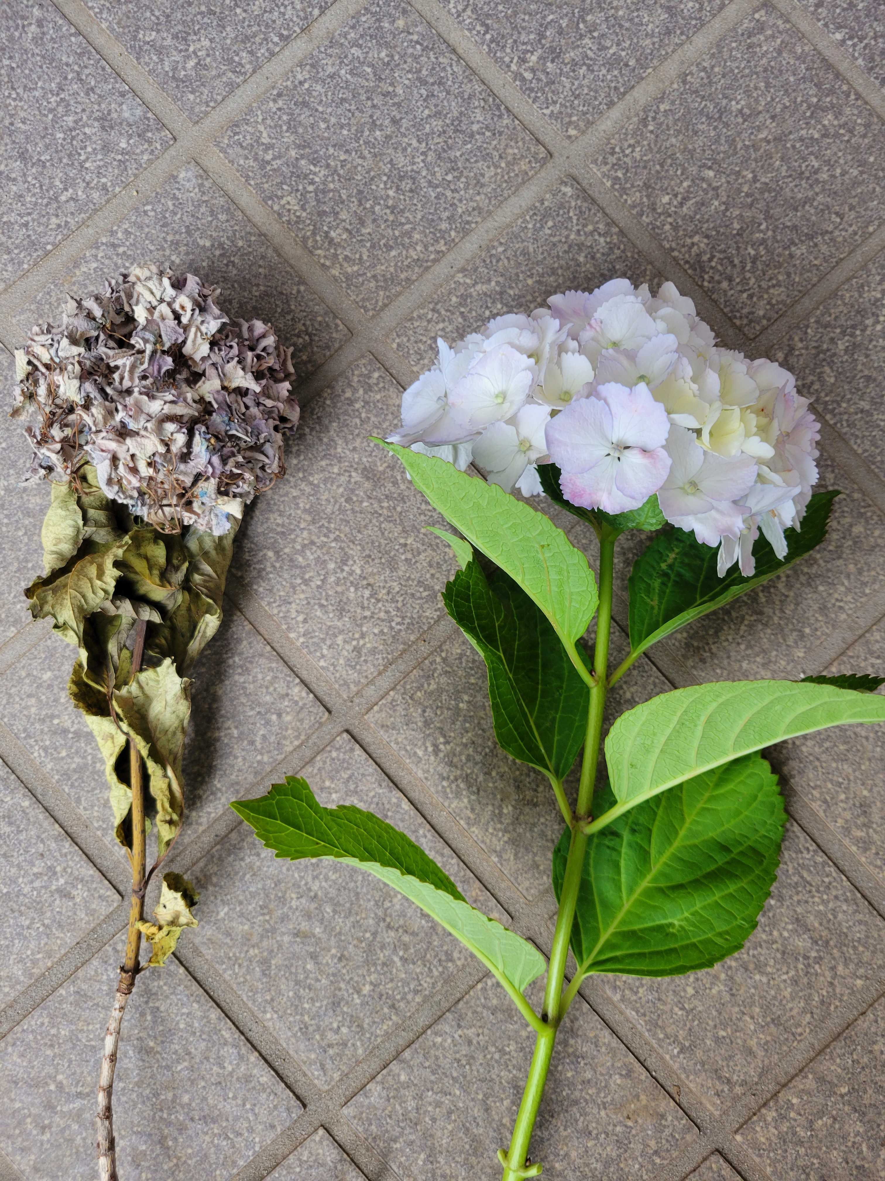 紫陽花のおまじない22 6 10の日記 たぶん多分に駄文 楽天ブログ