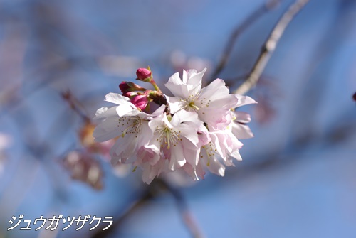 旧芝離宮恩賜庭園にて