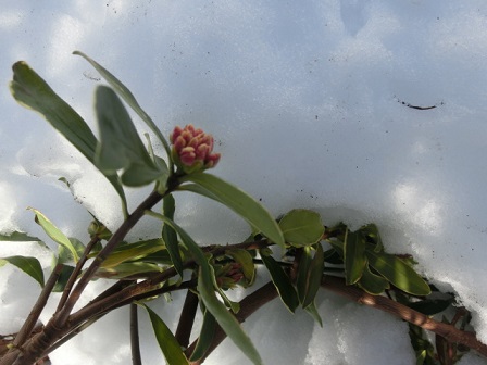 沈丁花