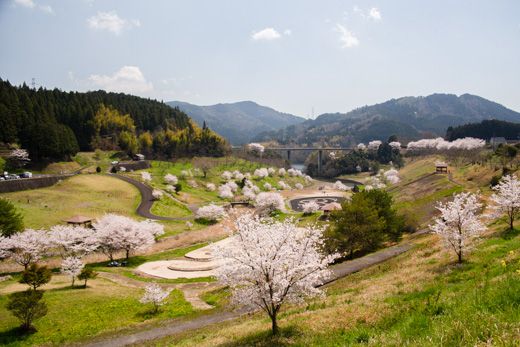 弥栄ダム周辺の桜を見に行く。 | くり坊のひとりごと（blog版） - 楽天ブログ