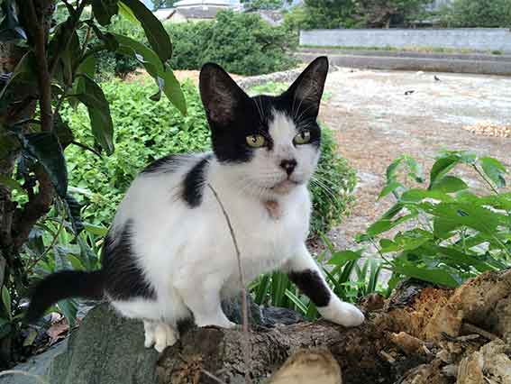 我が家のニャンコ♪2015/8/14-1