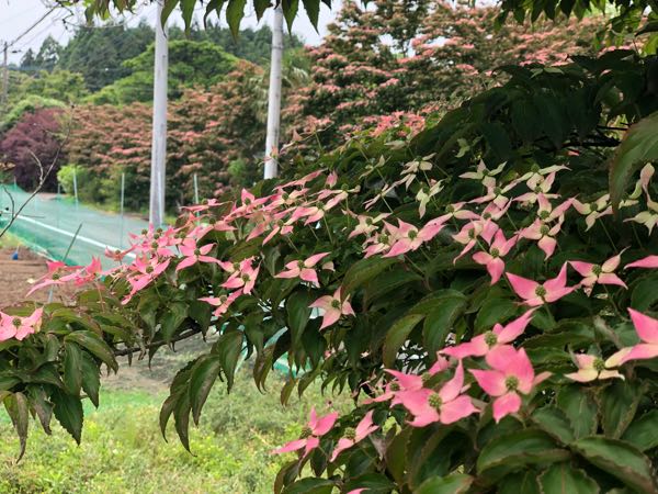 やまぼうしの花言葉は 友情 The Words Of Yamaboushi Flower Is Friendship 富士山麓やまぼうしのブログ Mt Fuji Farm Stay Yamaboushi 楽天ブログ