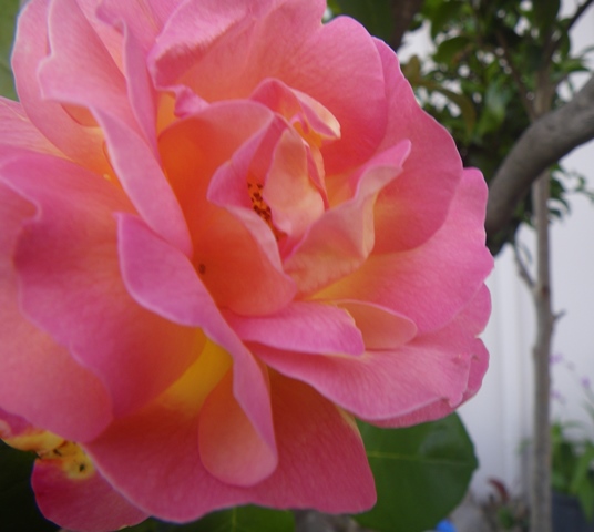 薔薇