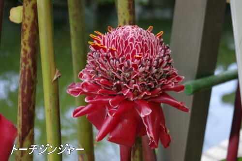 フラワーセンター大船植物園にて