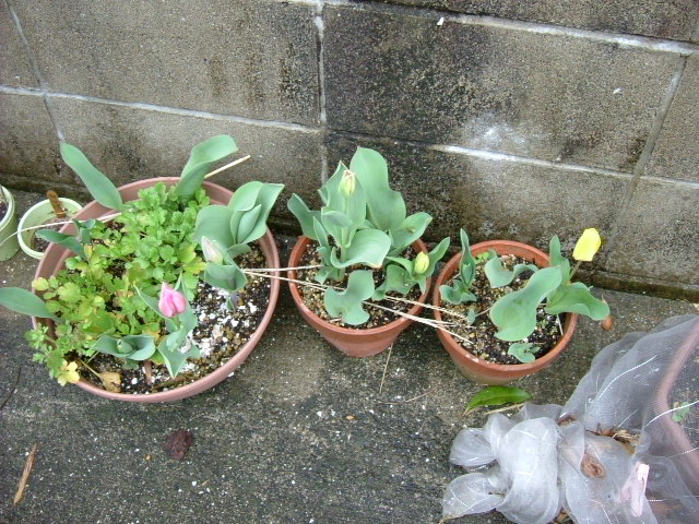 チューリップ寄せ植え01