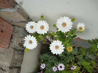 P1320983ss.jpg