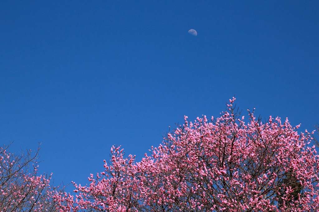 明日香村_007.jpg
