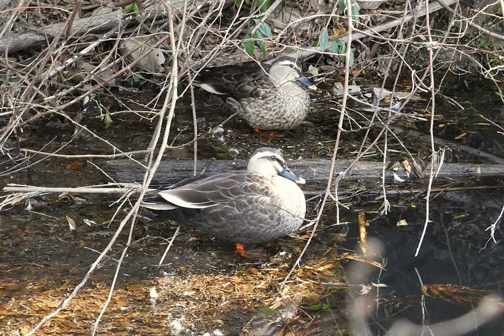 515