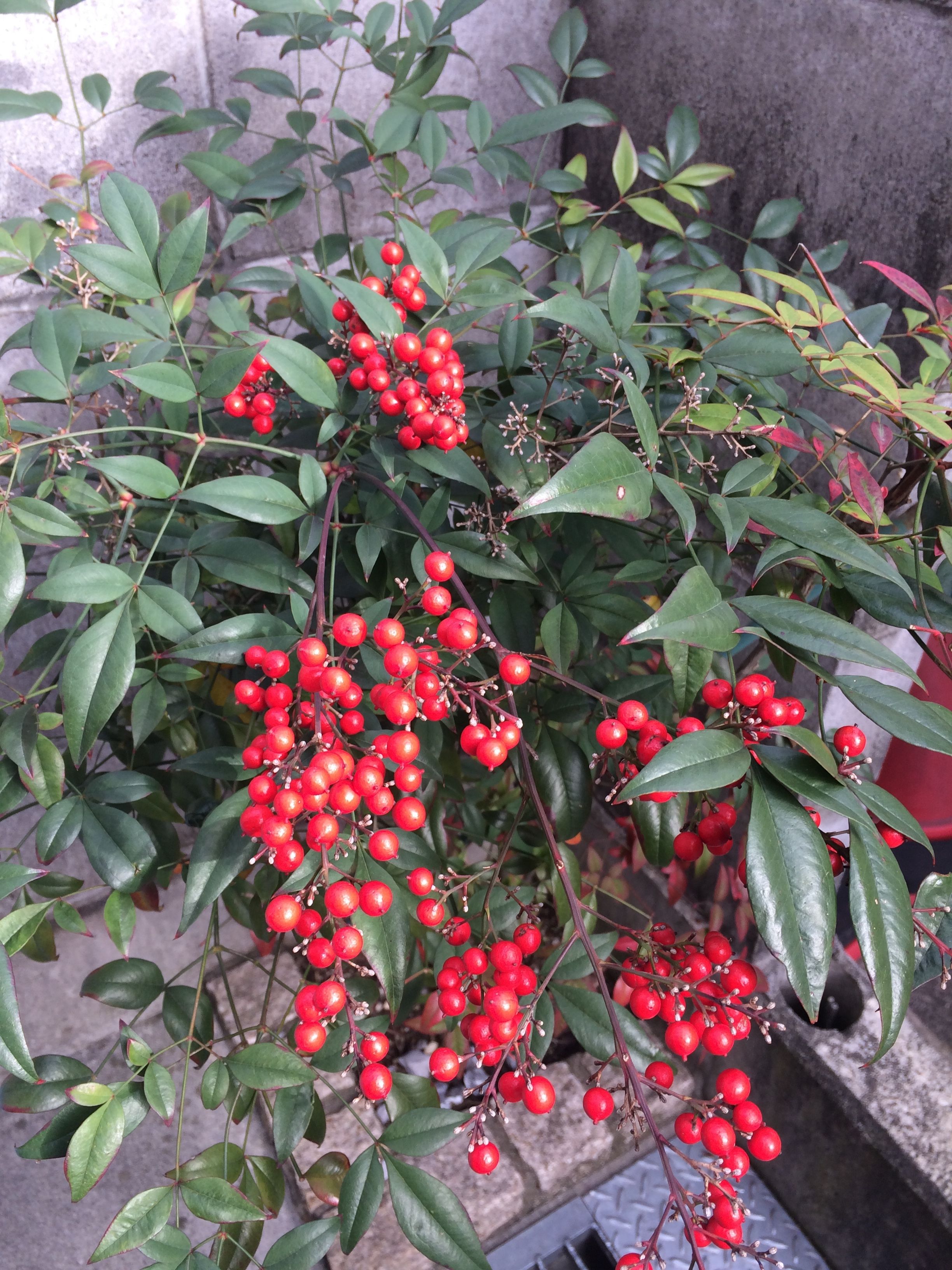 冬の植物 吉田屋の園芸ブログ 楽天ブログ