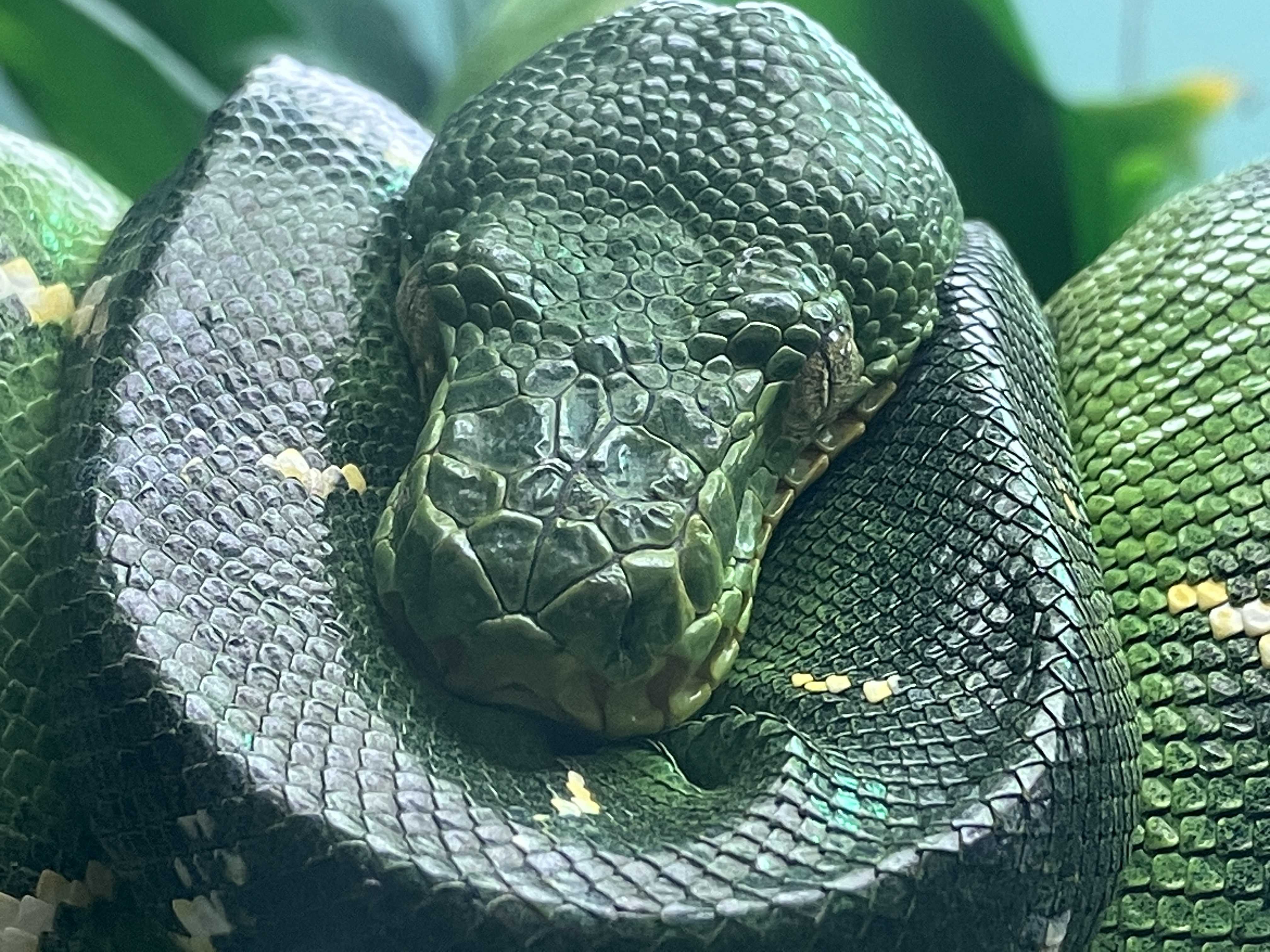 復活！エメラルドツリーボアちゃん | 今日は誰と会えるかな だいたい