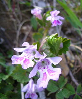 カキドオシ　季節の花300