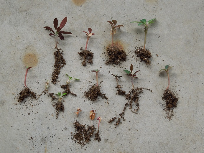 ヴィグイエリ6-25-3