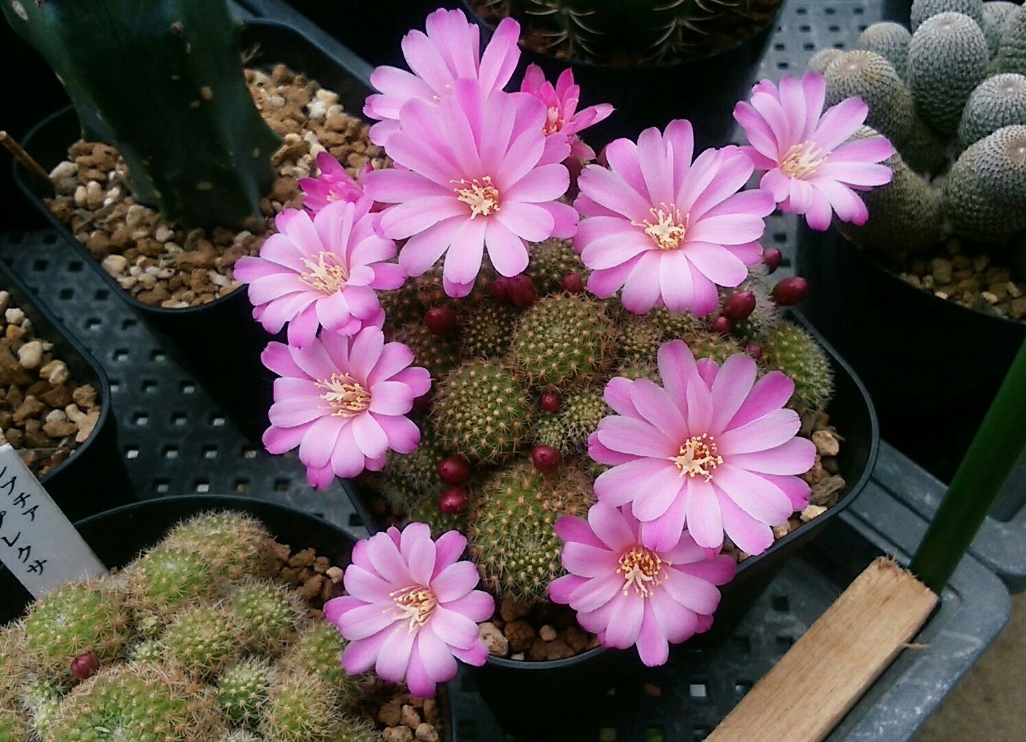 今日 ５月６日 のサボテンの花 さぼてん日和 楽天ブログ