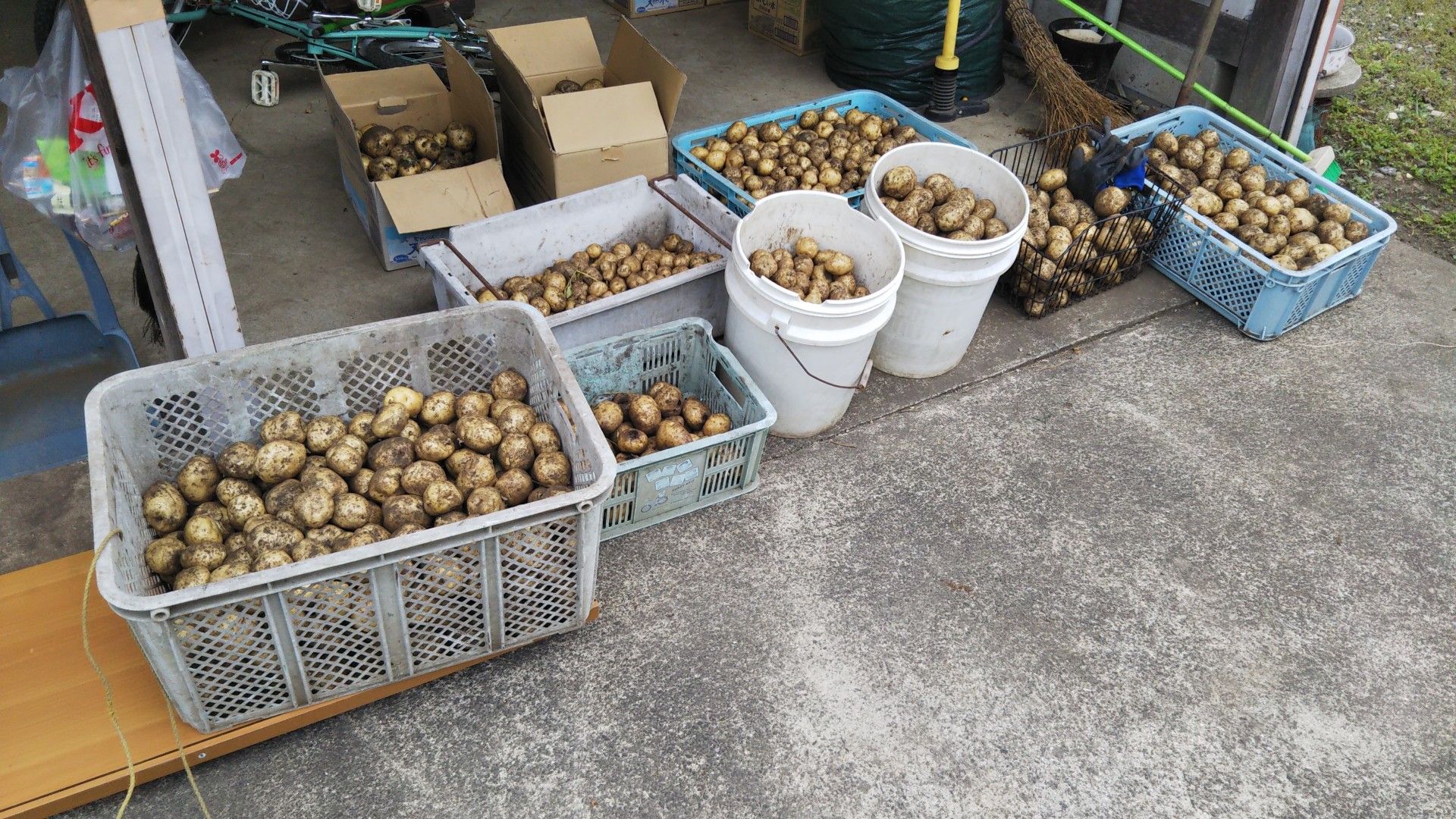 ジャガイモの収穫 量は豊作だけどそうか病にやられました エコの実 ほったらかし野菜作りと知恵袋 楽天ブログ