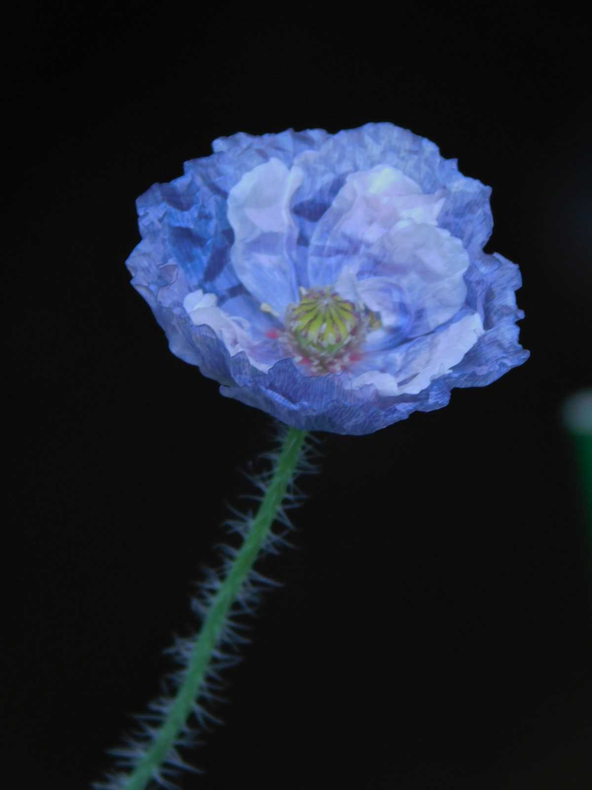 種まき オリンピック ようこそブルーガーデンへ 楽天ブログ