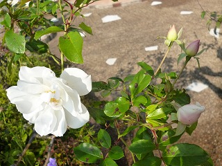 P1110786ss.jpg