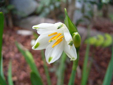 スズラン水仙の開花後