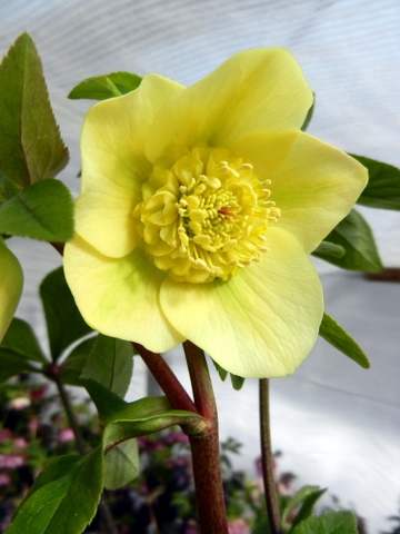 DSCN0726.JPG