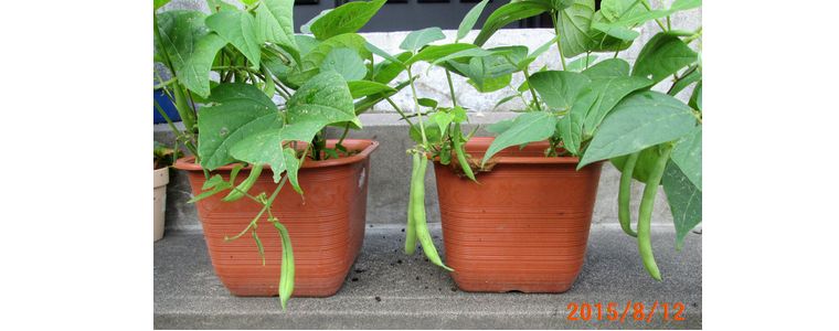 ８／１２インゲンに実が付いた.jpg