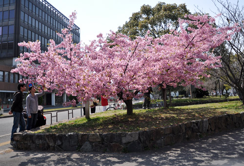 桜６