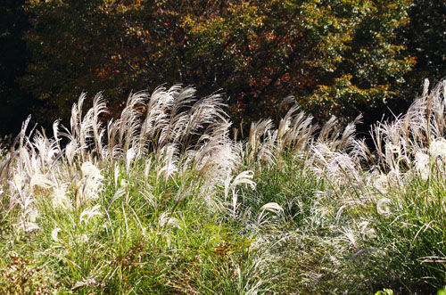 若草山　27.10.19-13_edited-1.jpg