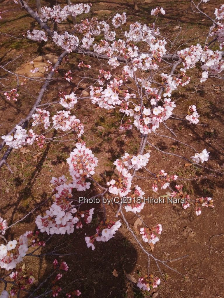 Coolpix P1000 Paypay Coolpix P1000 Paypay