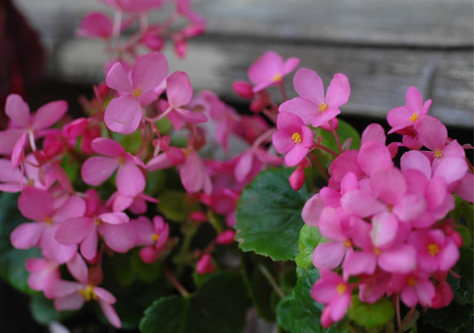 ベゴニアラブミー Papuchi Home 楽天ブログ