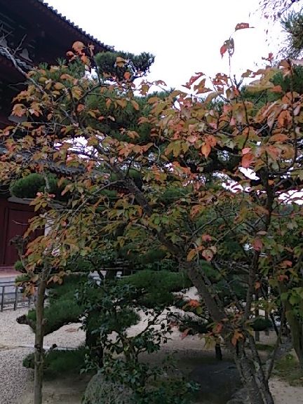 紅葉はこれから