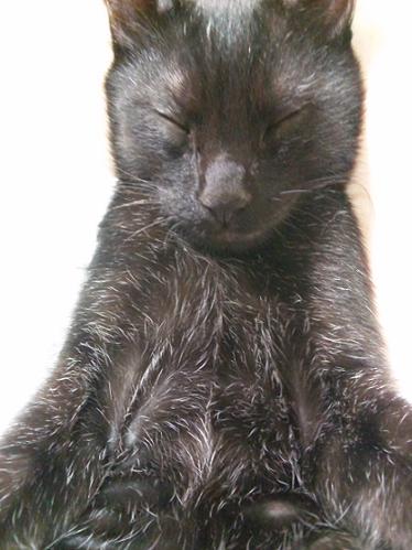 黒猫ＩＮ白髪