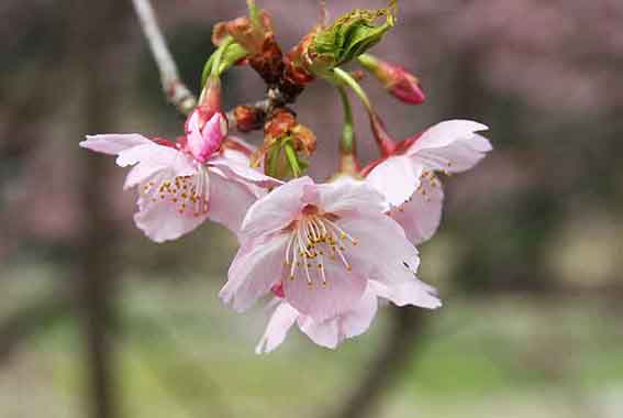 鬼籠野の桜-02♪