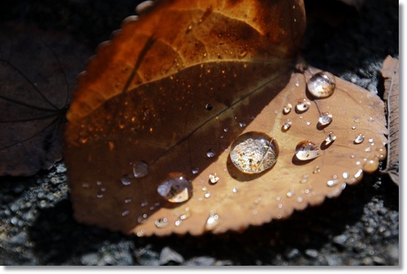 樹木公園-5 カツラの落ち葉-3 15.10.14