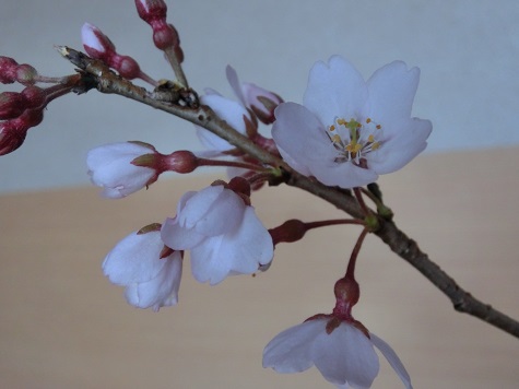 枝垂れ桜