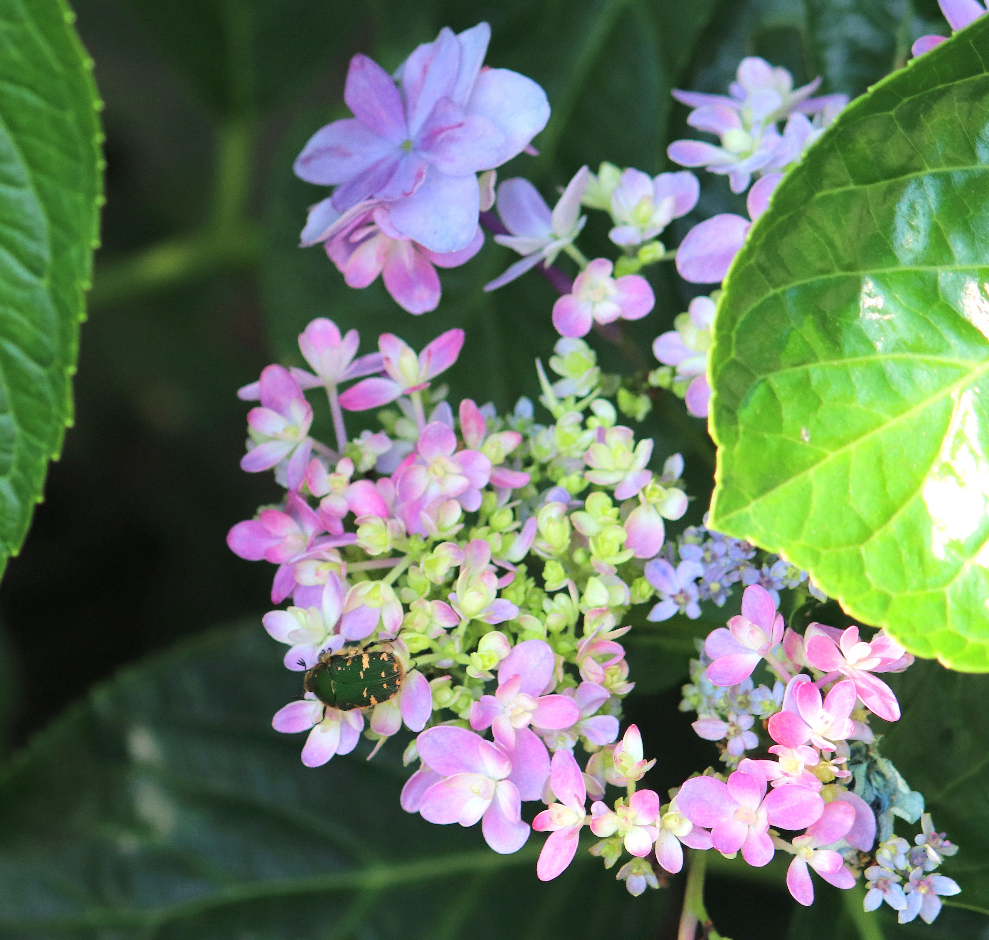 両性花咲いて秋待つ額の花 トミタメゾンの庭の歳時記 楽天ブログ
