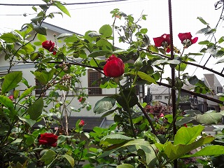 DSC00808.jpg