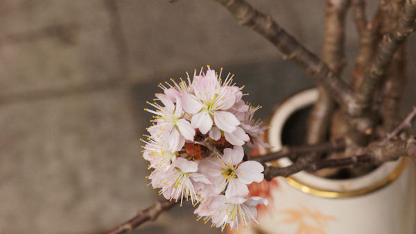 2012.03.24sa2-6.jpg