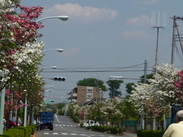 721 花水木