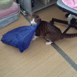 袋外せません。。。