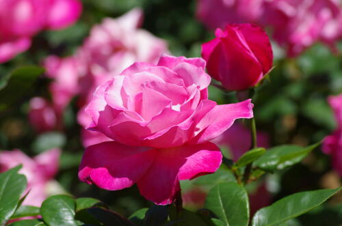 谷津バラ園のバラの花