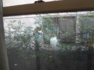 DSC00917.jpg
