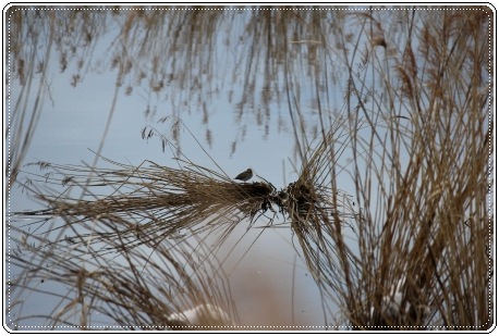 邑知潟-12 シギ-1 13.1.5