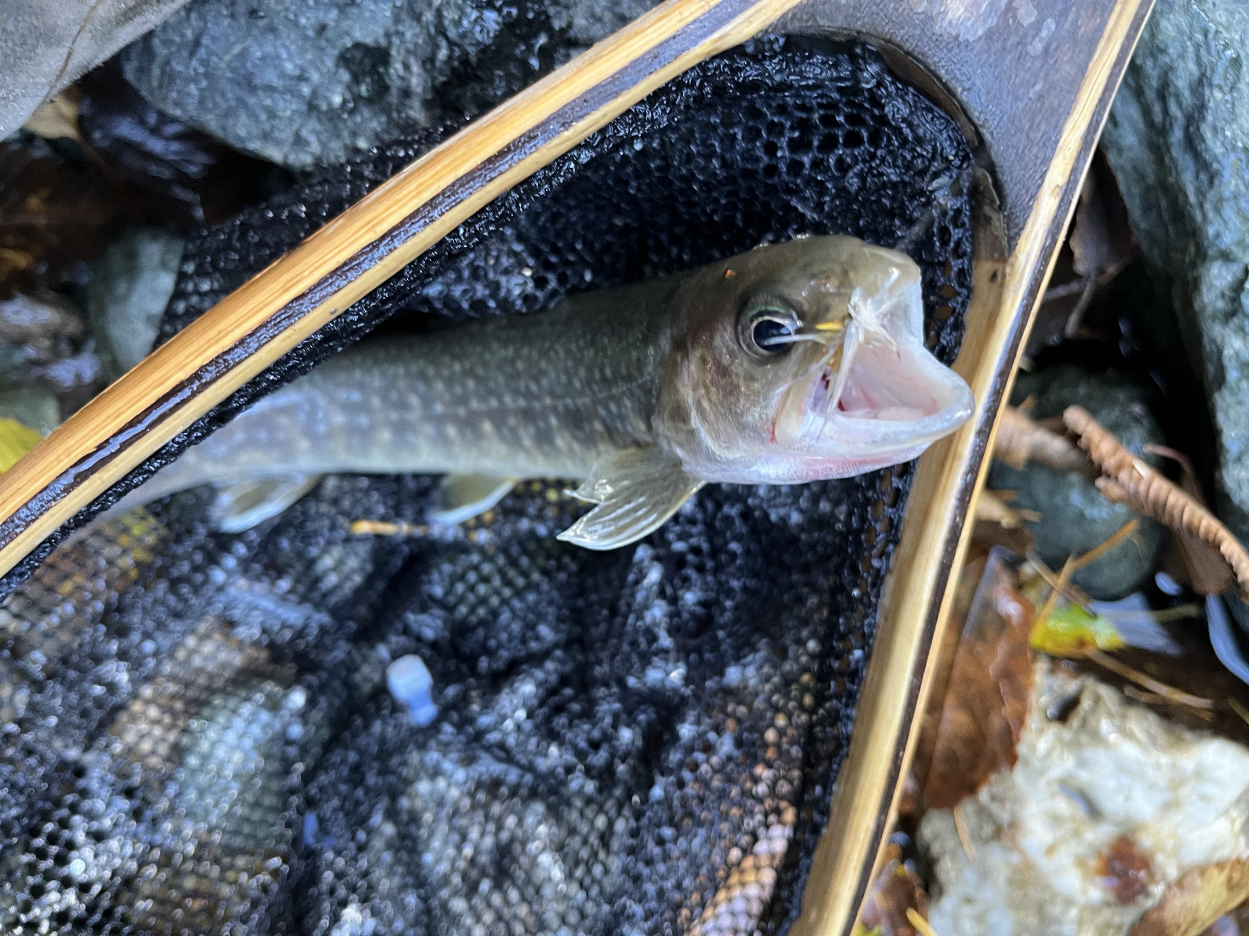 飽和状態のサカナ・・・ってことは、細い流れにもいるはず！？ | 山女魚の隠れ家。岩魚の隠れ家。 - 楽天ブログ