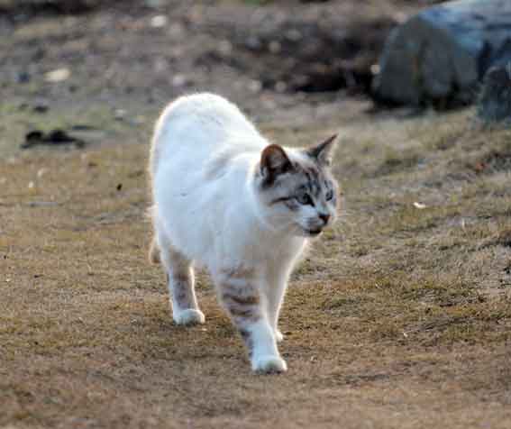 我が家のニャンコ♪2014/01/17-2