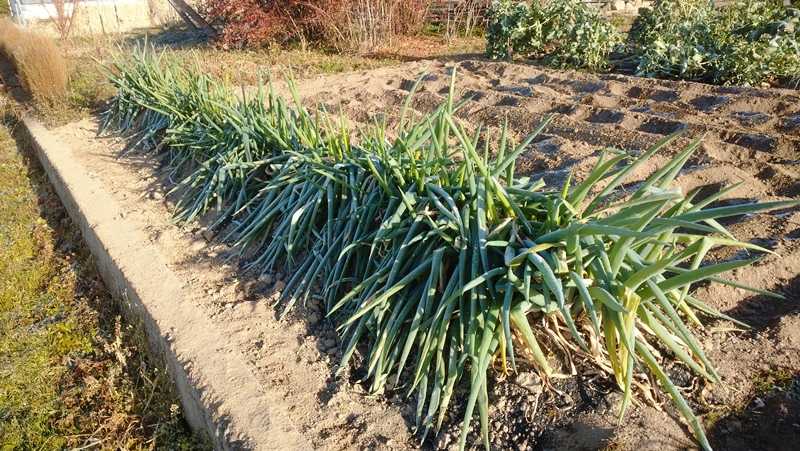 赤ネギの葉が急な寒さと風で折れてしまった 青パパイヤと家庭菜園日記 楽天ブログ