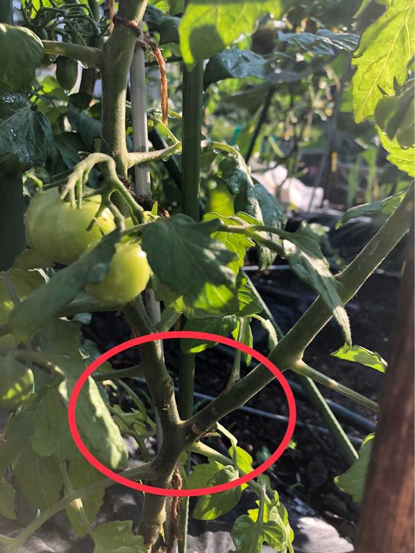 ミニトマトいつの間にか2本仕立てになる Ryu 26のブログ 楽天ブログ